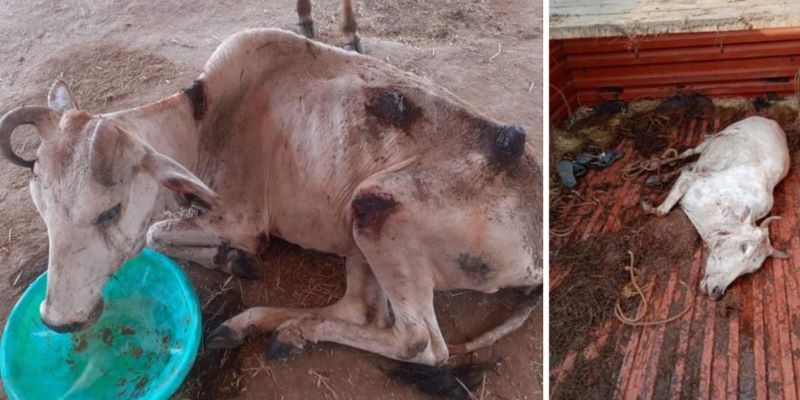 Cattle Mafia Busted, 32 Ailing Bulls Saved