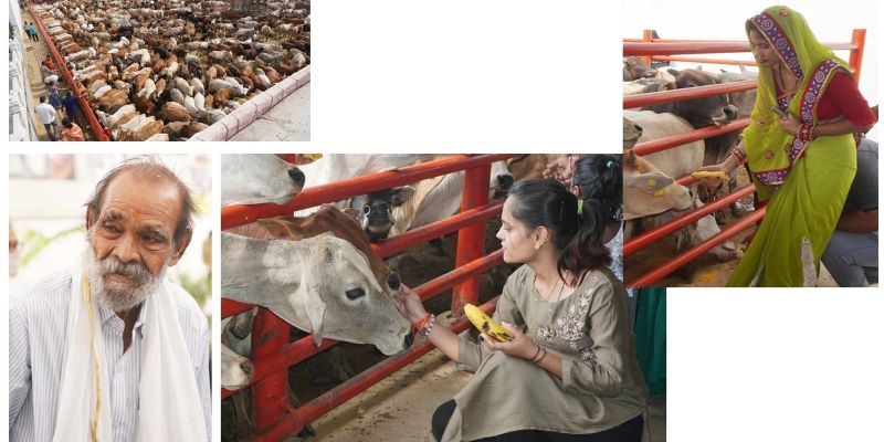 5,300 cows rescued from slaughter houses